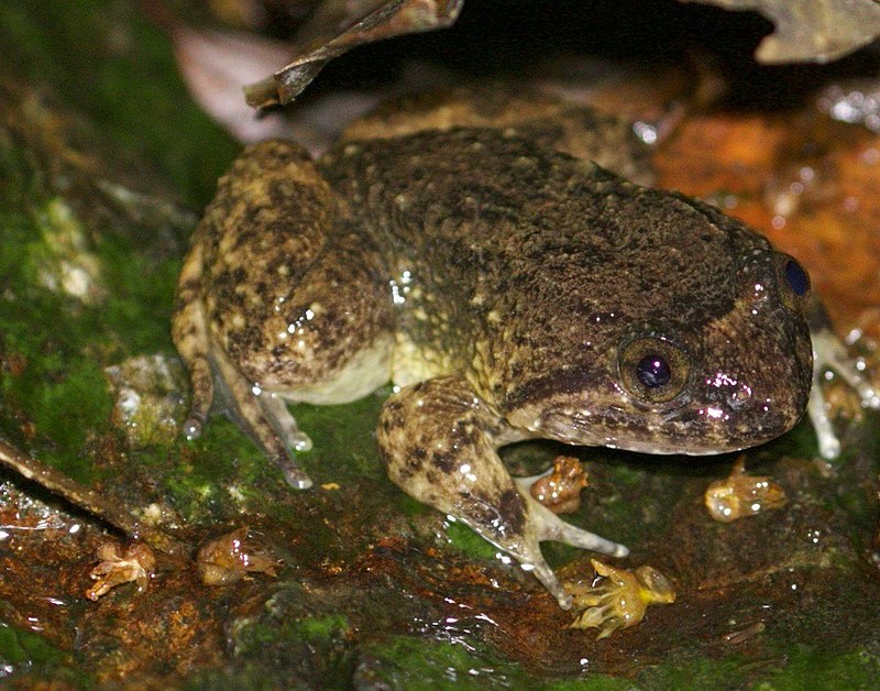 Quasipaa verrucospinosa